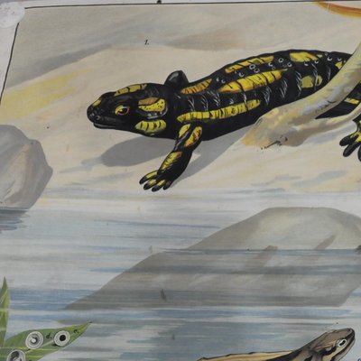 Vintage Salamander Newt Amphibians Tadpoles Underwater Wall Chart Print-KJP-1149329