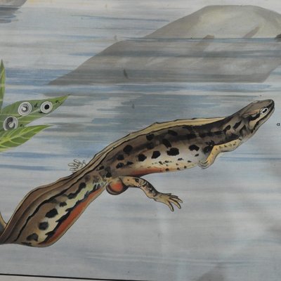 Vintage Salamander Newt Amphibians Tadpoles Underwater Wall Chart Print-KJP-1149329