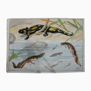 Vintage Salamander Newt Amphibians Tadpoles Underwater Wall Chart Print-KJP-1149329