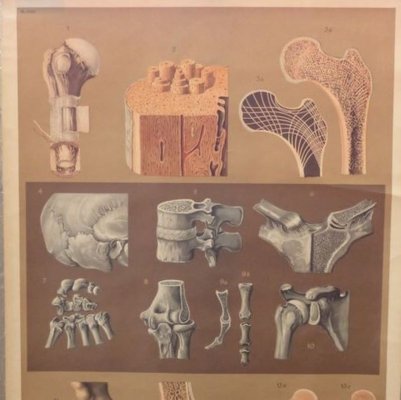 Vintage School Board "Construction of the Bones", 1950s-WK-1067758