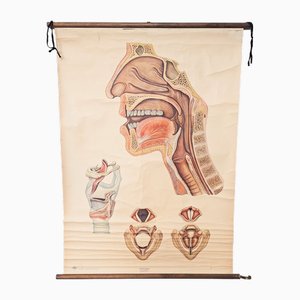 Vintage School Poster Larynx, 1940s-WK-2027750