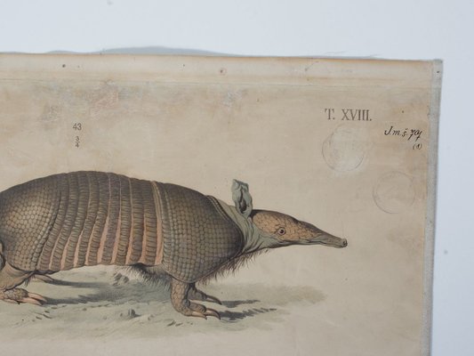 Vintage School Poster of an Armadillo-ALG-685996