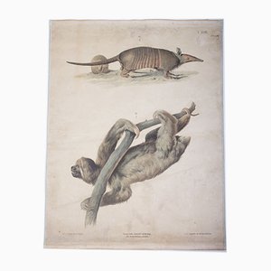 Vintage School Poster of an Armadillo-ALG-685996