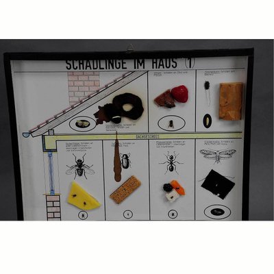 Vintage School Teaching Display of Household Pests, 1960s-KJP-1719697