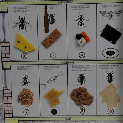 Vintage School Teaching Display of Household Pests, 1960s-KJP-1719697