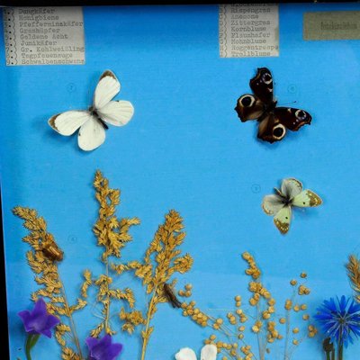 Vintage School Teaching Display of the Insects of the Grassland-KJP-1149250