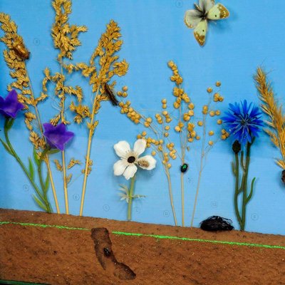 Vintage School Teaching Display of the Insects of the Grassland-KJP-1149250