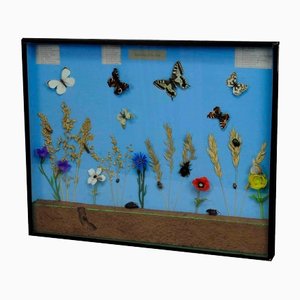 Vintage School Teaching Display of the Insects of the Grassland-KJP-1149250