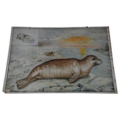 Vintage Seal Marine Wildlife Wall Chart Poster-KJP-1149326