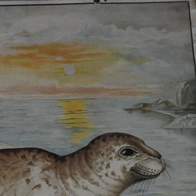 Vintage Seal Marine Wildlife Wall Chart Poster-KJP-1149326