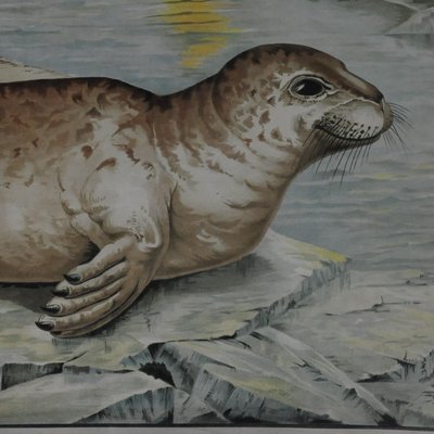 Vintage Seal Marine Wildlife Wall Chart Poster-KJP-1149326