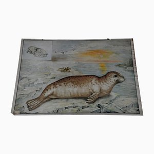 Vintage Seal Marine Wildlife Wall Chart Poster-KJP-1149326