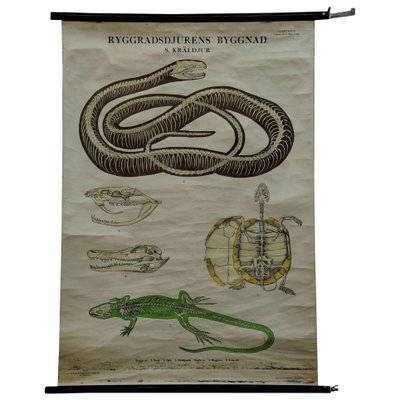 Vintage Skeleton of Reptiles Snake Lizard Turtle Crocodile Pull-Down Wall Chart-KJP-1149460