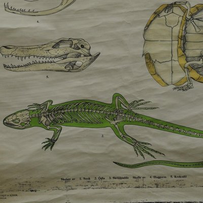 Vintage Skeleton of Reptiles Snake Lizard Turtle Crocodile Pull-Down Wall Chart-KJP-1149460