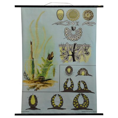 Vintage Spongillidae Pull-Down Wall Chart Poster by Jung Koch Quentell-KJP-1149393