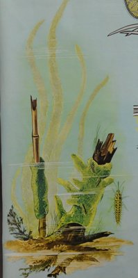 Vintage Spongillidae Pull-Down Wall Chart Poster by Jung Koch Quentell-KJP-1149393