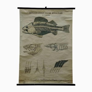 Vintage Swedish Black and White Skeleton of a Fish Rollable Wall Chart-KJP-1149462