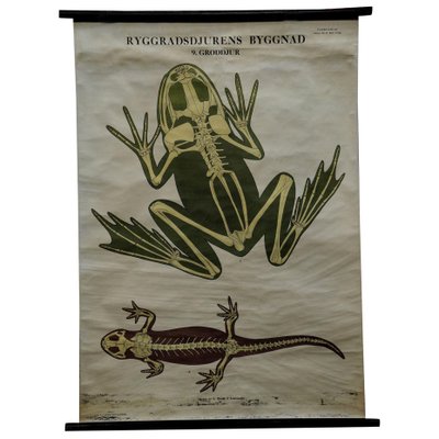 Vintage Swedish Skeletons Anatomy of Amphibians Pull-Down Wall Chart-KJP-1149461