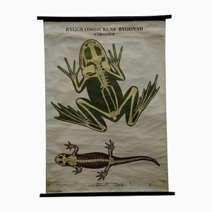 Vintage Swedish Skeletons Anatomy of Amphibians Pull-Down Wall Chart-KJP-1149461