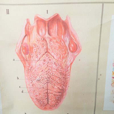 Vintage Teaching Board Tongue & Nose, 1950s-WK-2034013