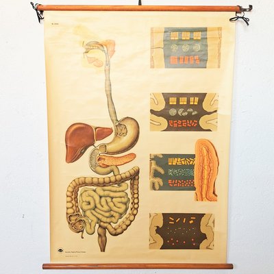 Vintage Training Poster of Intestines, 1940s-WK-2023603