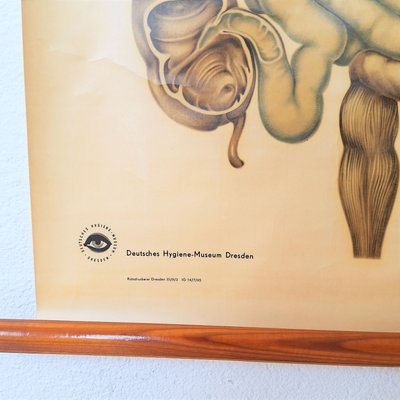 Vintage Training Poster of Intestines, 1940s-WK-2023603