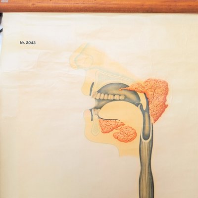 Vintage Training Poster of Intestines, 1940s-WK-2023603