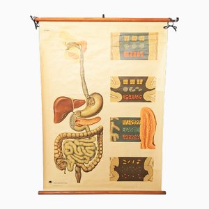 Vintage Training Poster of Intestines, 1940s-WK-2023603