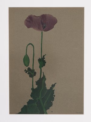 Werner Oberdörffer, Poppy, Watercolor on Paper, Framed-GPP-1125769