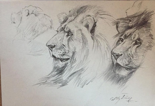 Wilhelm Lorenz - Lion - Original Pencil- Mid-20th Century