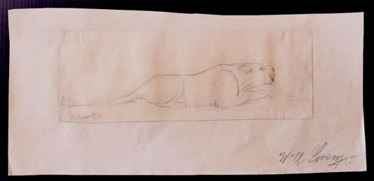 Wilhelm Lorenz, Study of Lion, Drawing, 1932