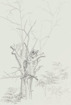 Winter Tree - Original Pencil Drawing by French Master mid 20th Century Mid 20th Century-ZCI-762002