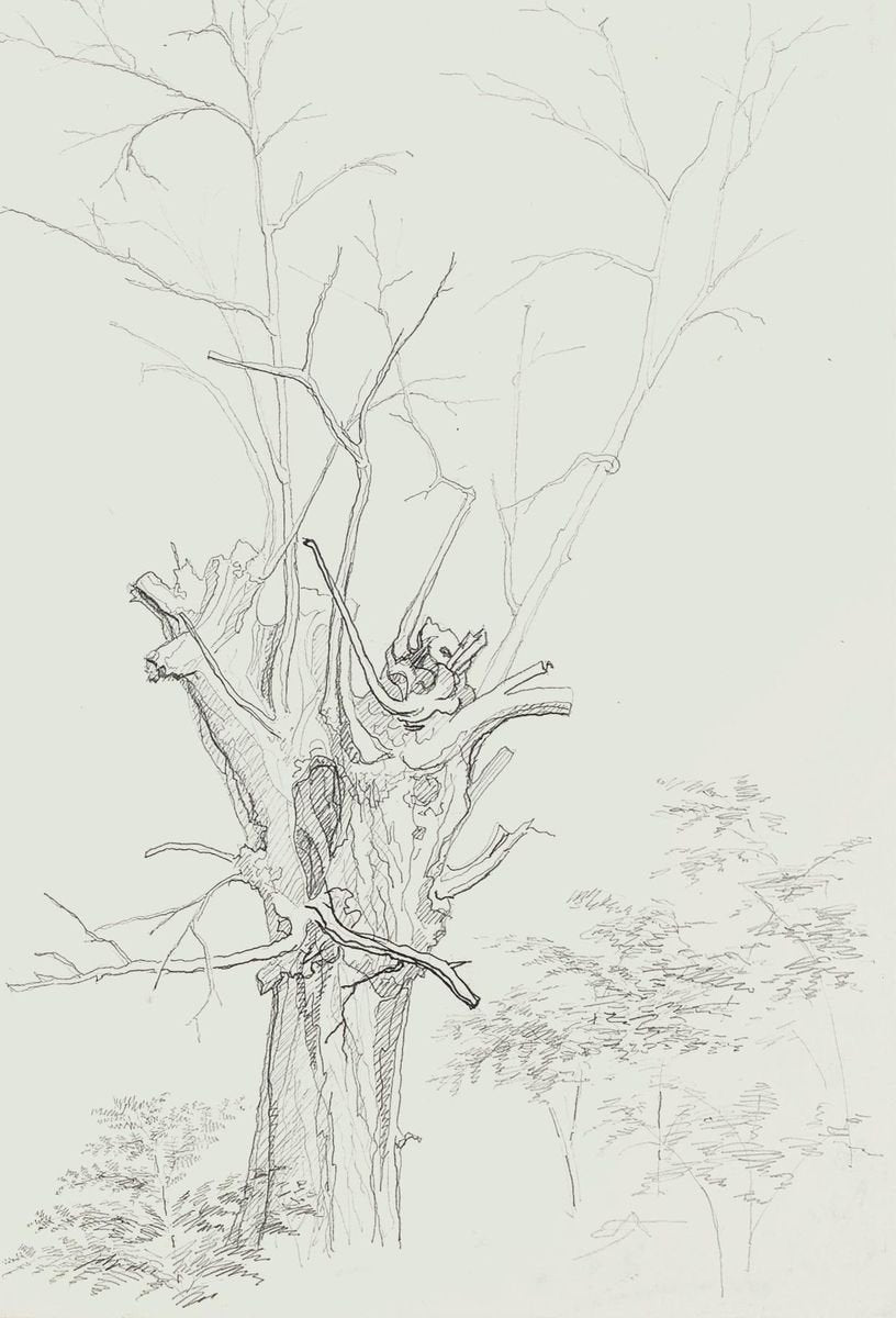 Winter Tree - Original Pencil Drawing by French Master mid 20th Century Mid 20th Century