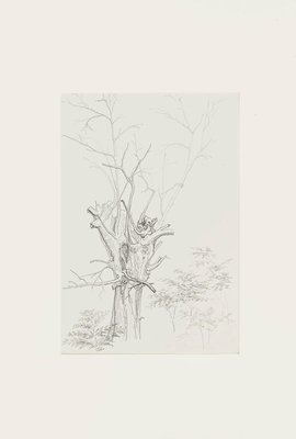 Winter Tree - Original Pencil Drawing by French Master mid 20th Century Mid 20th Century-ZCI-762002