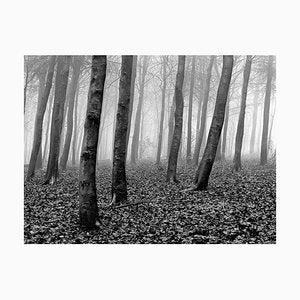 Wood, 1981, Archival Pigment Print-OBQ-943014