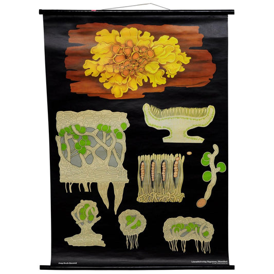 Yellow Lichen Botany Plants Wall Chart by Jung Koch Quentell