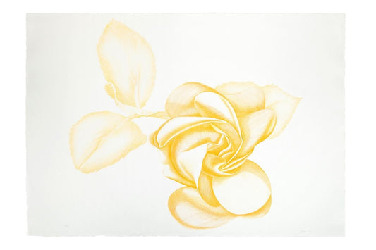 Yellow Rose - Original Etching by Giacomo Porzano - 1972 1972