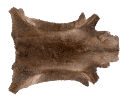 Reindeer Skin | Skin from Lapland (Request Info)